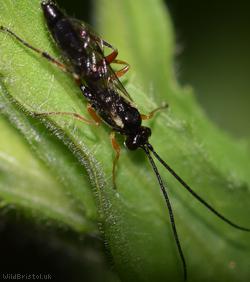 Diplazontinae Unidentified 2