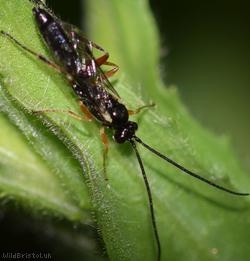 Diplazontinae Unidentified 2