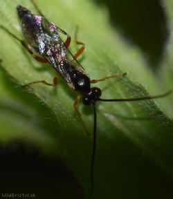 Diplazontinae Unidentified 2