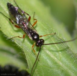 Diplazontinae Unidentified 2