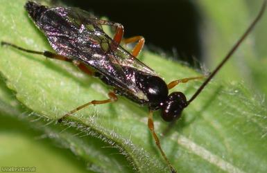 Diplazontinae Unidentified 2