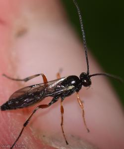 Diplazontinae Unidentified 2