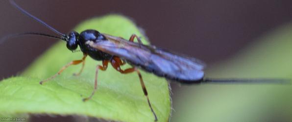 image for Scambus Unidentified 3