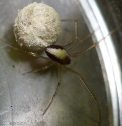 Cream-backed Comb-footed Spider