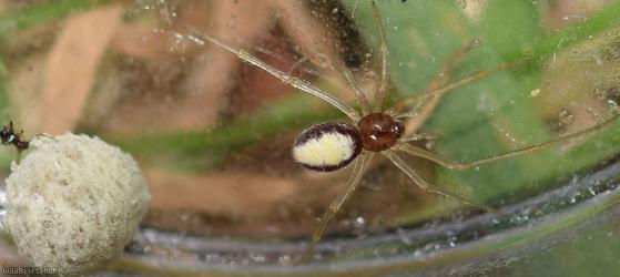 Cream-backed Comb-footed Spider