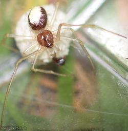 Cream-backed Comb-footed Spider