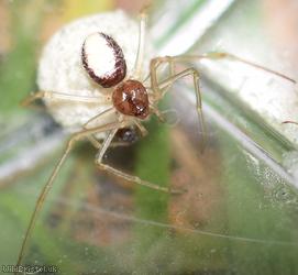 Cream-backed Comb-footed Spider