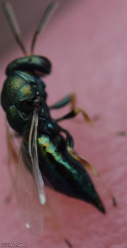 Pteromalus Unidentified 3