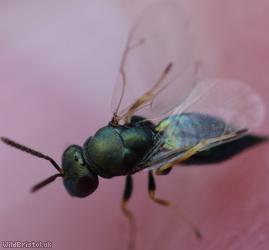 Pteromalus Unidentified 3