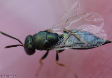 Pteromalus Unidentified 3