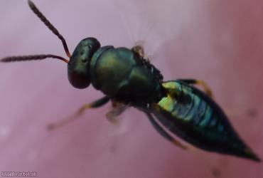 Pteromalus Unidentified 3