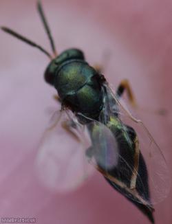 Pteromalus Unidentified 3