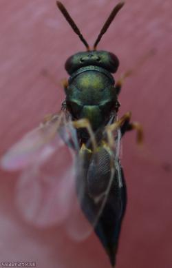 Pteromalus Unidentified 3