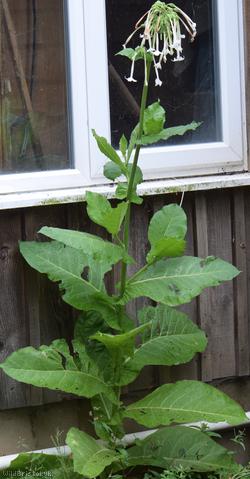 image for Woodland Tobacco