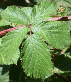 Slender-spined Pramble