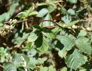 Slender-spined Pramble