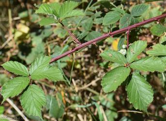 Slender-spined Pramble