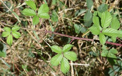 Slender-spined Pramble