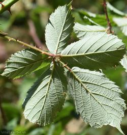 Slender-spined Pramble