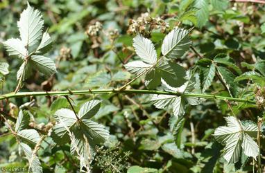 Slender-spined Pramble