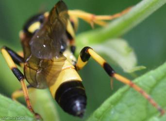 Tiger Ichneumon Wasp