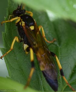 Tiger Ichneumon Wasp