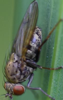 image for Notiphila dorsata