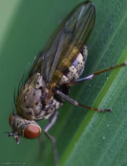 Notiphila dorsata