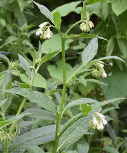 Common x White Comfrey