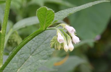 Common x White Comfrey