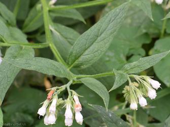 Common x White Comfrey
