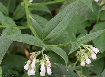 Common x White Comfrey