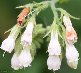 Common x White Comfrey