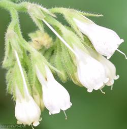 Common x White Comfrey