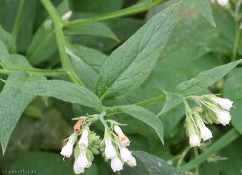 Common x White Comfrey