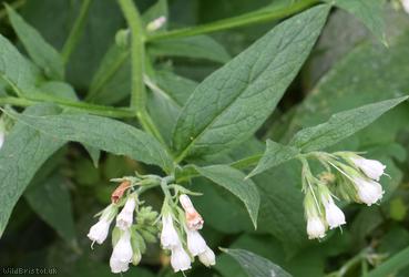 Common x White Comfrey