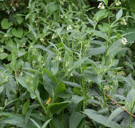 Common x White Comfrey