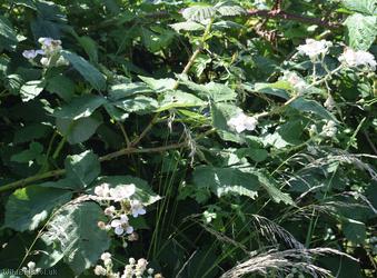 Giant x Tubercled Bramble