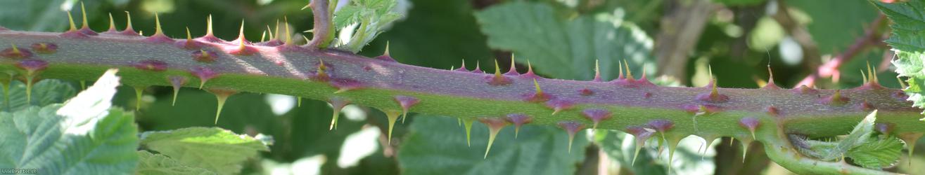 Giant x Tubercled Bramble