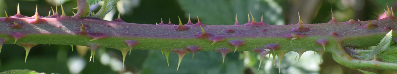 Giant x Tubercled Bramble