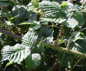 Giant x Tubercled Bramble