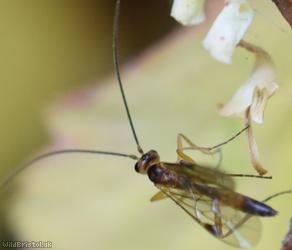 Aleiodes Unidentified