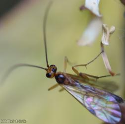 Aleiodes Unidentified