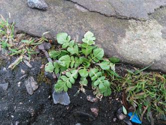 Shepherd's-purse type 16