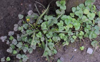 Yellow-flowered Strawberry