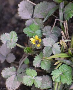 Yellow-flowered Strawberry