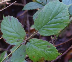 Fine-panicled Bramble