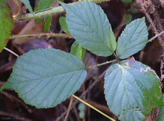 Fine-panicled Bramble