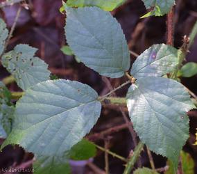 Fine-panicled Bramble
