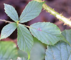 Fine-panicled Bramble